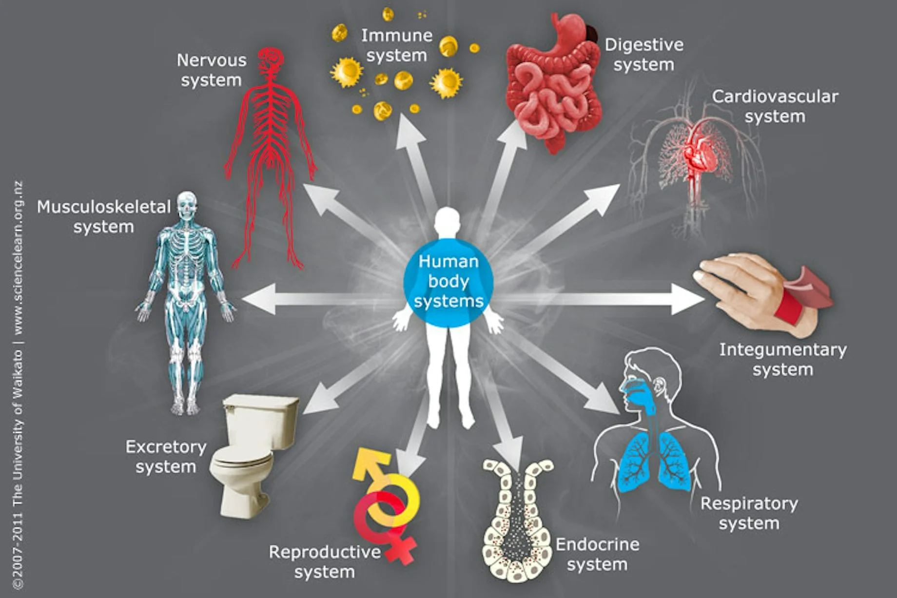 How an organism is organized